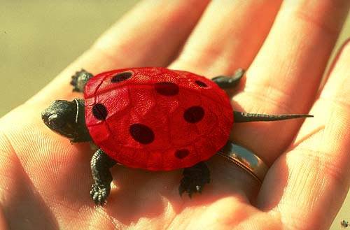 Lady bug